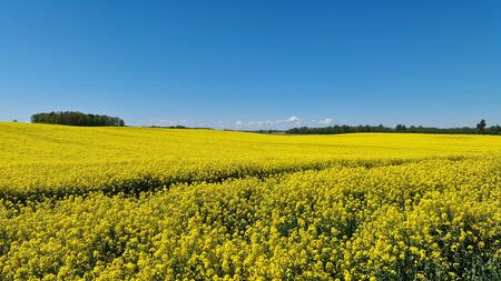 Yellow rape field and trees on the horizon. Sunny spring day with a blue sky. Latviaの写真素材