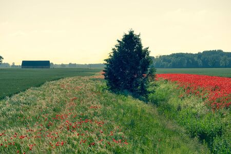 Red poppies on a background of blue sky with the sun. Bright wildflowers and cereal sprouts on a summer day. Latviaの写真素材