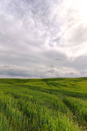 Climbing a hill with green grass you will see the landscape of the fields of Latvia. Warm summer sunny dayの写真素材