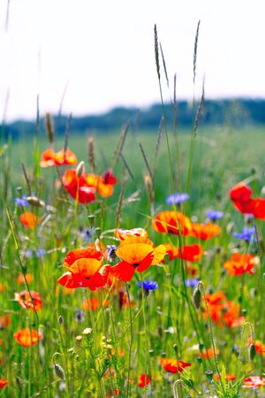 Red poppies on a background of sky with the sun. Bright wildflowers and cereal sprouts on a summer day. Latviaの写真素材