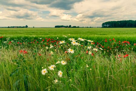 Red poppies on a background of sky with the sun. Bright wildflowers and cereal sprouts on a summer day. Latviaの写真素材