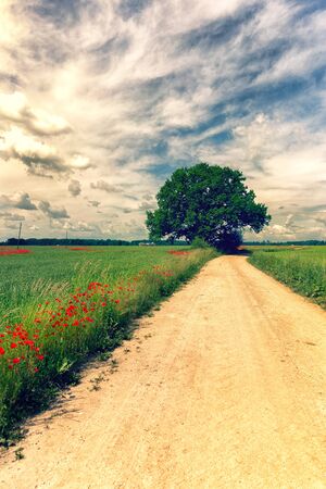 Dirt road between agricultural fields of Latvia. Sunny summer bright day. Tractor rides towards dirt road. Red poppies and wildflowersの写真素材