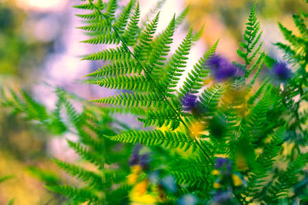 Fern leaf on a bright background of flowers. The combination of natural colors is harmonious and positive. Latviaの写真素材