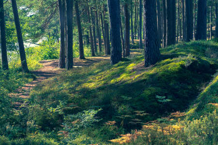 Pine trees in early autumn in the forest on a sunny warm day. Sunlight shines through the branches onto the grass. Latviaの写真素材