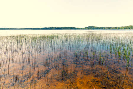 Reed aground in the clear clear water of a lake in spring. Forest on the horizon with a thin line. Latviaの写真素材