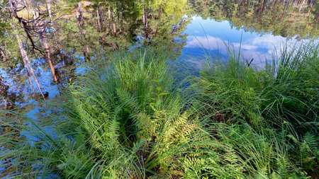 Green grass on the shore of a forest lake against the backdrop of the reflection of pines. White clouds are reflected in the cart against the blue sky. Latviaの写真素材