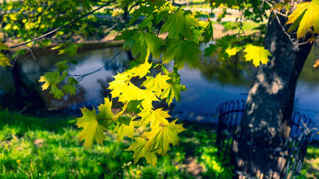 Empty parks of Riga in sunny spring. During an emergency due to a fall COWID-19. Riga city park....