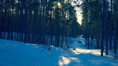 People are engaged in active healthy recreation in the pine forest in winter. They go sledging and skiing in a sled between trees. Latviaの写真素材