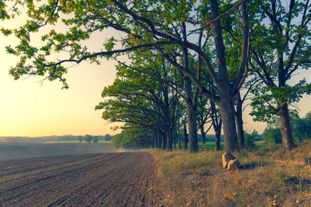 A car drives from a dusty road through an alley of Oak Trees National Park at sunset. Dust over the field from the road against the background of the sun. Gauja. Latviaの写真素材