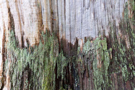 The trunk of an old tree in autumn without bark. The surface is embossed and shows structure. The remains of the bark are covered with green mossの写真素材