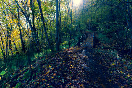 Hiking trail in the national park in autumn. Wooden steps on a steep slope in yellow leaves National park in Latvia. Siguldaの写真素材