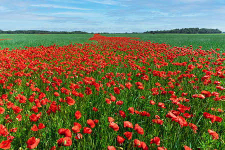 Red poppies on a background of blue sky with the sun. Bright wildflowers and cereal sprouts on a summer day. Latviaの写真素材