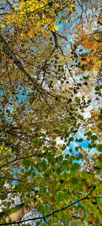 Yellow leaves in the forest against the blue sky. The background of autumn colors is bright and light. Sunny day in October. Latviaの写真素材