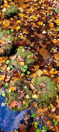 Yellow leaves on the ground by a stream in the forest of the National Park of Latvia. The blue sky is reflected in the water. Gauja.の写真素材