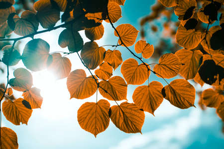 Sunlight shining through yellow leaves against the sky. Popular autumn colors of the year.の写真素材