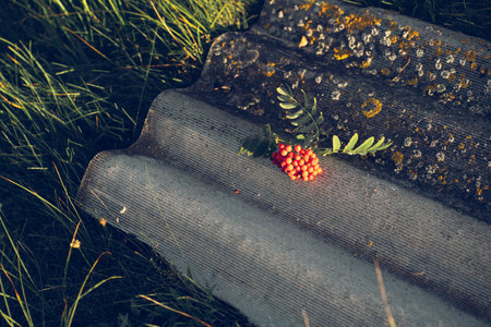 Red rowan berries on a relief slate roof on a sunny summer dayの写真素材