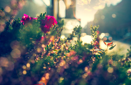 Flowers in the city on the street on a summer day.の写真素材