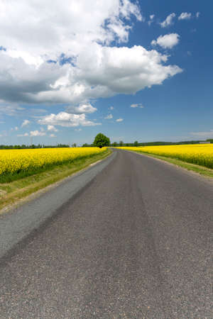 Asphalt road between fields with rapeseedの写真素材