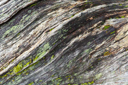 The trunk of an old tree in the forestの写真素材