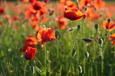 Red poppies and green cereal plants on a sunny day. Bright plants in the evening light. A light breeze sways the plants. Latviaの写真素材