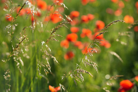 Red poppies and green cereal plants on a sunny day. Bright plants in the evening light. A light breeze sways the plants. Latviaの写真素材