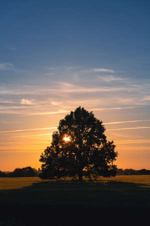 Sunset behind a tree over a yellow field of cereal plants. Sunny warm summer day is leaving in Latvia. A light wind sways the ears.の写真素材