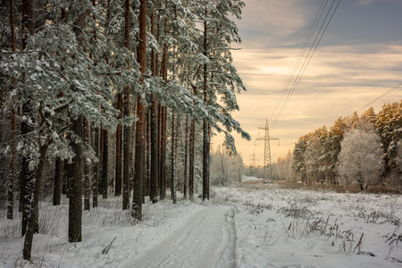 Power lines in the winter forest. Snow on trees in a pine forest.の写真素材