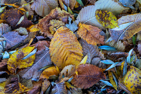 Swirling yellow autumn leaves on the ground. Last fallen leaves of trees on a warm day. Glare and shadows from the sun. Latviaの写真素材