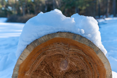 Snow on a tree trunk in the forest on a sunny day. Against the backdrop of a green forest in winter.の写真素材