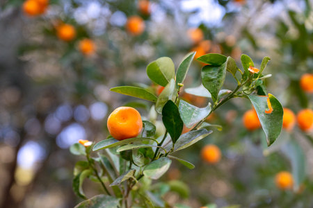 Bright orange tangerines in a well-kept garden. Sunny warm day in Spainの写真素材