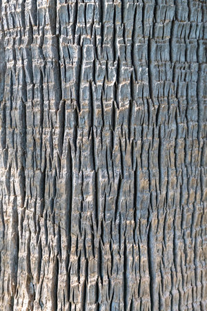 Textured bark on a tree trunk. High quality photoの写真素材