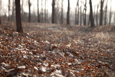 Fallen leaves in the parkの写真素材