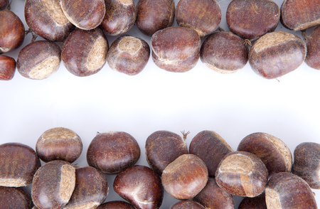 Fresh chestnut on white backgroundの写真素材