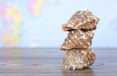 Sea shell in front of a map