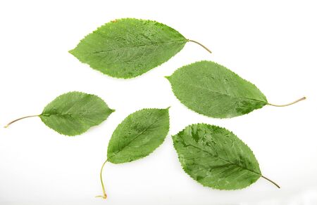 Cherry leaves