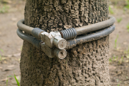 A pair of bicycle locks were forgotten in one of many trees in a public park. Maybe for cyclists who forgot them, it was like looking for a needle in a haystack ...の写真素材