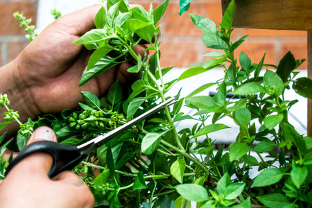 closeup of the hands of a 30-39 year old man harvesting basil from his garden at homeの写真素材
