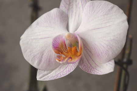 The orchid flower is pale pink with a yellow center on a gray backgroundの写真素材