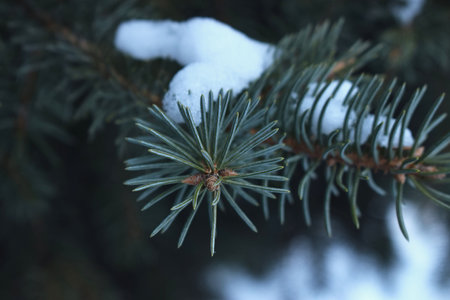 Fir branches in the snow cloudy nature. new year's background