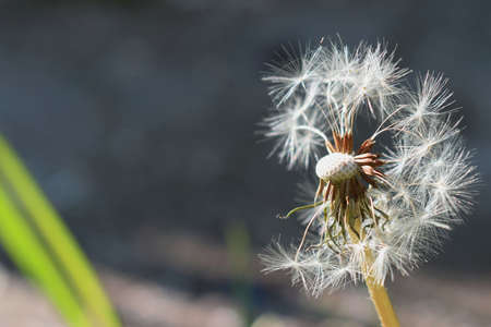 a half-full dandelion bud. White dandelion flowers in green grass. macro.High-quality photo. some dandelion flowers are missingの写真素材