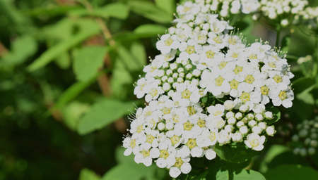 a group of white flowers of viburnum vulgaris. a beautiful plant with small flowers .against the...