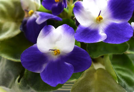 violet violet. an ordinary violet, a flower of pansies. delicate violet flowers on the window. floral background. close upの写真素材