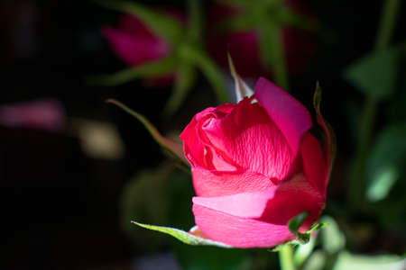 a closed bud of a beautiful bright pink rose on a black background. a rosebud in the rays of the sun.macroの写真素材
