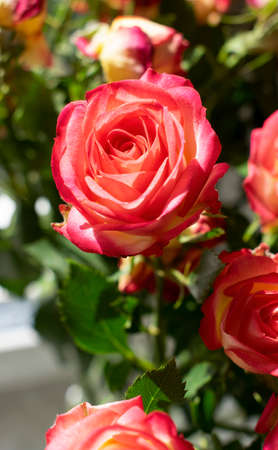 Bright peach roses in full bloom in the garden. Dark green backgroundの写真素材