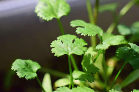 sprouts of fresh cilantro parsley in the ground macrophotographyの写真素材