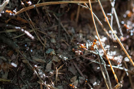 red ants work in an anthill. selective focusing.macro photography of insectsの写真素材
