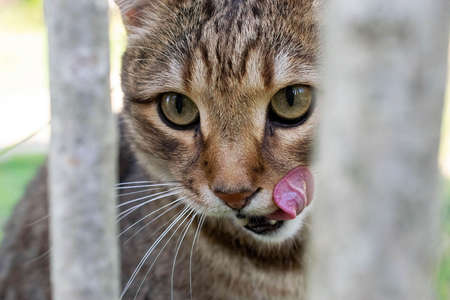 the green-eyed cat licks his lips after a delicious meal. a well-fed domestic cat in natureの写真素材