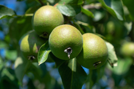 a handful of wild pears on a sunny day on a natural background. selective focus. high quality photographyの写真素材