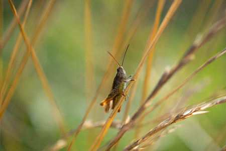 abstract background with the image of a grasshopper on a blade of grass. natural conditionsの写真素材