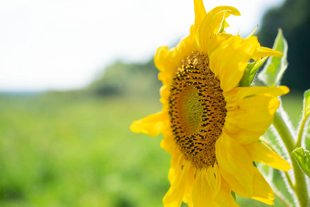 Sunflower on the background of the field. sunflower oil is obtained from the seeds of this plant.の写真素材